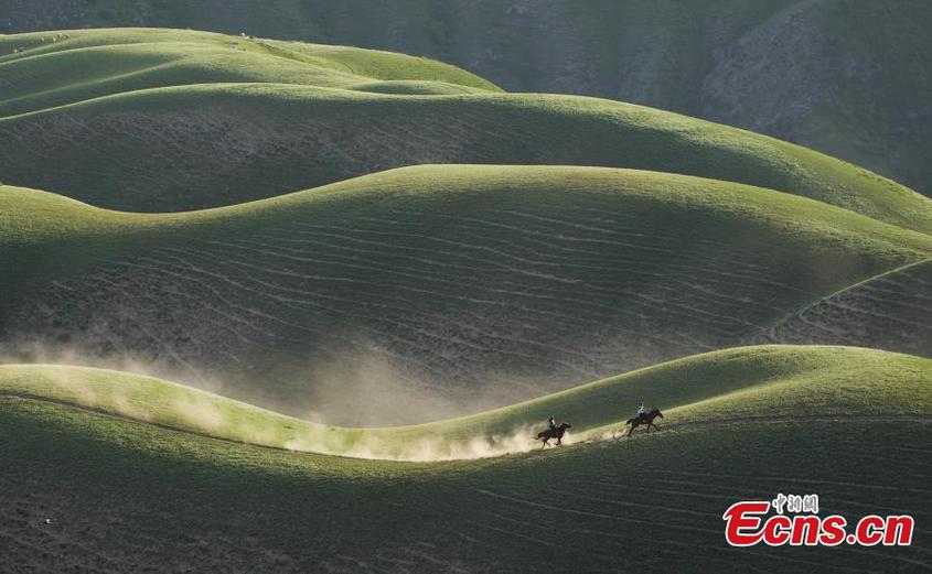 Landscape of the Kalajun Grassland in Tekes county, Ili Kazakh Autonomous Prefecture, northwest China's Xinjiang Uyghur Autonomous Region, May 17, 2025. (Photo provided to China News Service)
Kalajun Scenic Spot lies deep in the midst of Tianshan Mountains. Sunlight accentuates the contours of the terrain, creating a rhythmic pattern of shadows. Landscape of the Kalajun Grassland in Tekes county, Ili Kazakh Autonomous Prefecture, northwest China's Xinjiang Uyghur Autonomous Region, May 17, 2025. (Photo provided to China News Service)
Kalajun Scenic Spot lies deep in the midst of Tianshan Mountains. Sunlight accentuates the contours of the terrain, creating a rhythmic pattern of shadows.