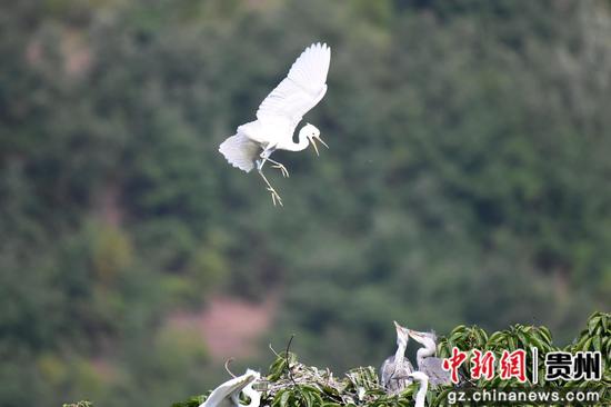 鹭鸟在合马镇沙坪村栖息繁衍
