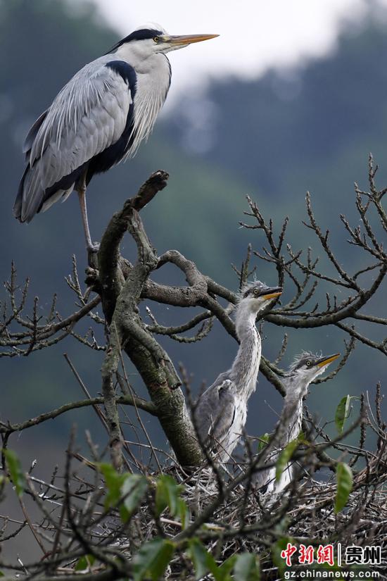 鹭鸟在合马镇沙坪村栖息繁衍