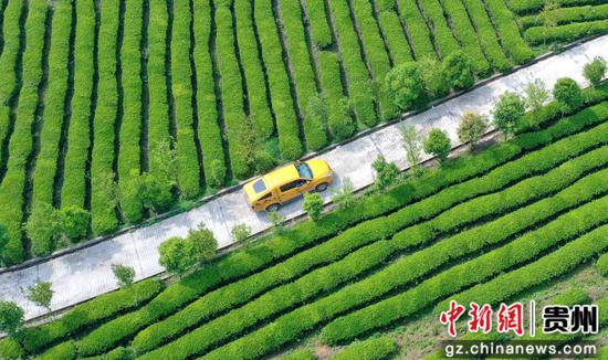 南方电网贵州凯里岑巩供电局工作人员深入茶园基地，走访了解用电需求，为茶农讲解安全用电知识。杨启志 摄