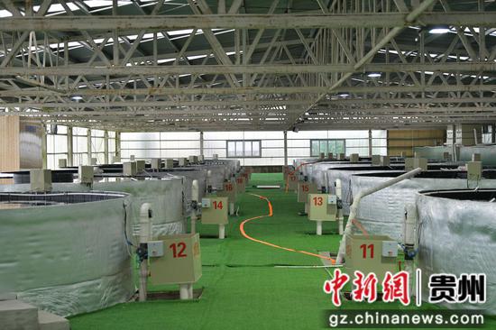 近日，遵义市余庆县的“海鲜陆养”南美白对虾喜获丰收，首批约2000斤对虾上市。白青青 摄