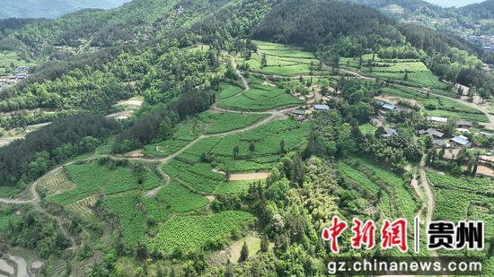 虎杖种植基地。万再祥 摄 虎杖种植基地。万再祥 摄