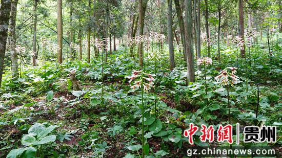 5月19日在贵州省剑河县南寨镇岔路村乌皆溪林场拍摄的野百合花。彭开燚 摄 5月19日在贵州省剑河县南寨镇岔路村乌皆溪林场拍摄的野百合花。彭开燚 摄