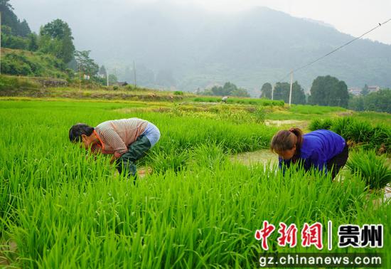 岑巩县龙田镇胡家村平古屯水稻制种基地,村民在起秧。朱胜攀 摄 岑巩县龙田镇胡家村平古屯水稻制种基地,村民在起秧。朱胜攀 摄