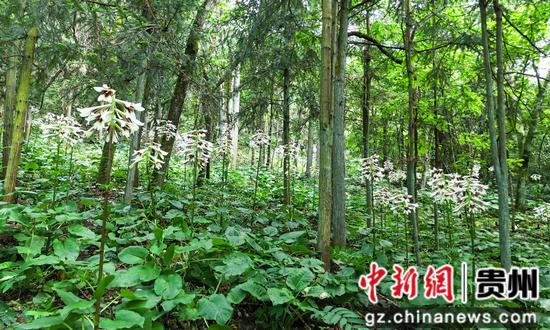 5月20日在贵州省剑河县南寨镇岔路村乌皆溪林场拍摄的野百合花。杨家孟 摄 5月20日在贵州省剑河县南寨镇岔路村乌皆溪林场拍摄的野百合花。杨家孟 摄