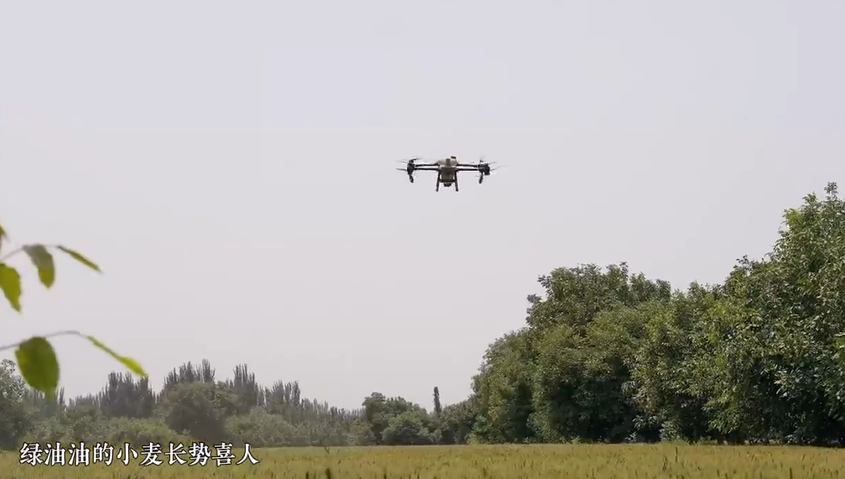 新疆洛浦：农技人员田间指导冬小麦灌浆