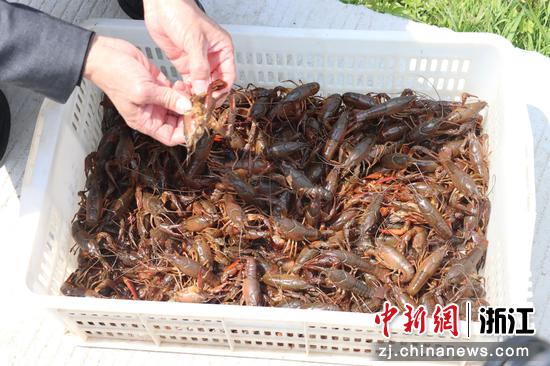 从稻田里捞出的小龙虾。 周健 摄