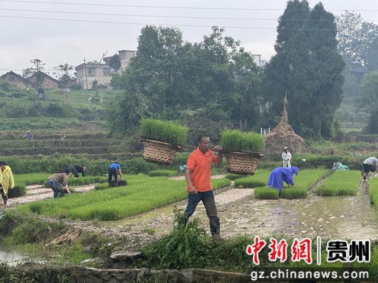 三都县周覃镇3万多亩水稻移栽全面铺开