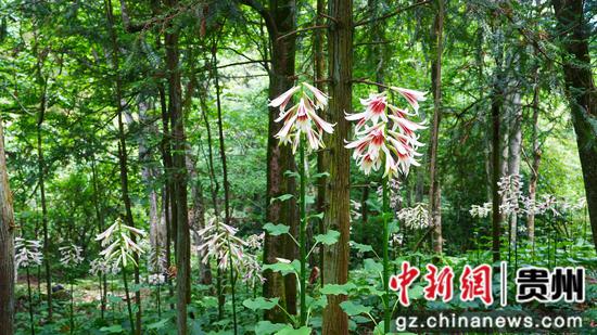 5月19日在贵州省剑河县南寨镇岔路村乌皆溪林场拍摄的野百合花。彭开燚 摄 (2) 5月19日在贵州省剑河县南寨镇岔路村乌皆溪林场拍摄的野百合花。彭开燚 摄 (2)