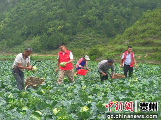 蔬菜丰收 蔬菜丰收