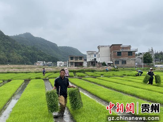 三都县周覃镇3万多亩水稻移栽全面铺开