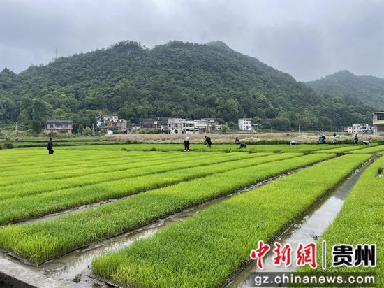 三都县周覃镇3万多亩水稻移栽全面铺开