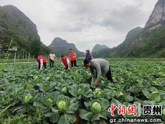 牛心菜采摘 牛心菜采摘
