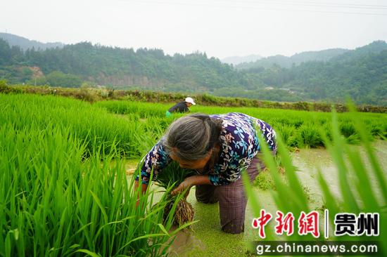 村民在起秧。龙水英 摄 村民在起秧。龙水英 摄