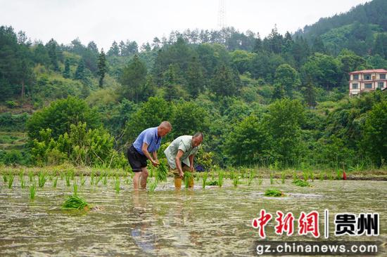村民在移栽父本。朱胜攀 摄 村民在移栽父本。朱胜攀 摄