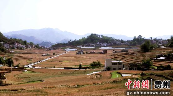 普定马场镇小麦迎来丰收季 普定马场镇小麦迎来丰收季