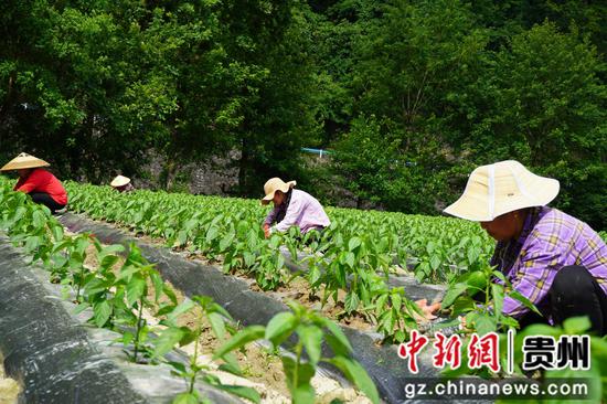 村民在除草覆土。周燕 摄