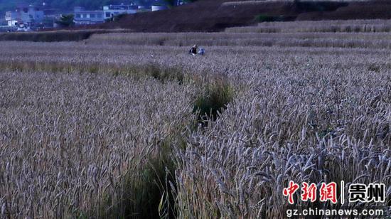 普定马场镇小麦迎来丰收季 普定马场镇小麦迎来丰收季