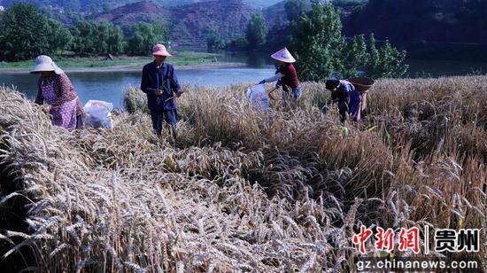 普定马场镇小麦迎来丰收季 普定马场镇小麦迎来丰收季