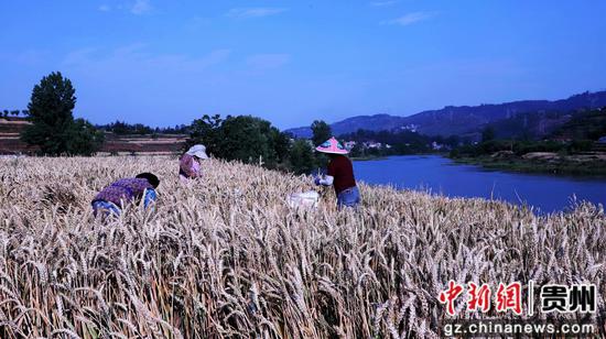 普定马场镇小麦迎来丰收季 普定马场镇小麦迎来丰收季