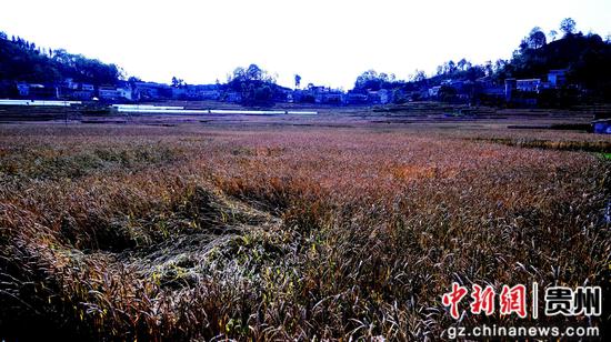 普定马场镇小麦迎来丰收季 普定马场镇小麦迎来丰收季