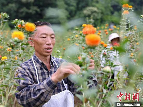图为村民在采收红花。胡攀学 摄