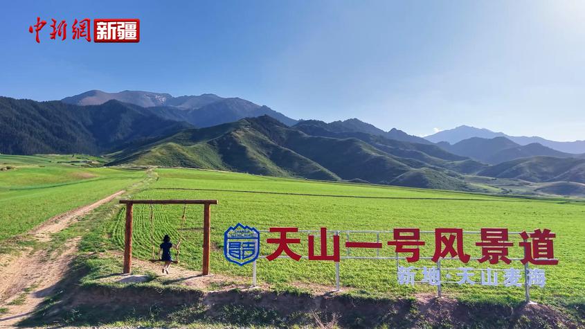 新疆吉木萨尔：天山麦海铺绿浪 风景道上揽夏光