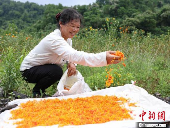 图为村民在晾晒红花。胡攀学 摄