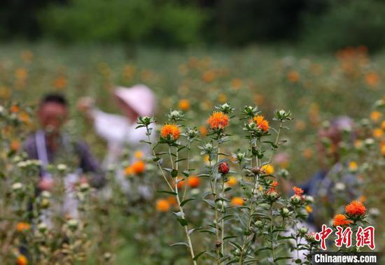 图为村民在采收红花。胡攀学 摄