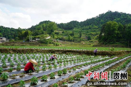 岑巩县龙田镇兴龙村辣椒种植基地里，村民在除草覆土。周燕 摄