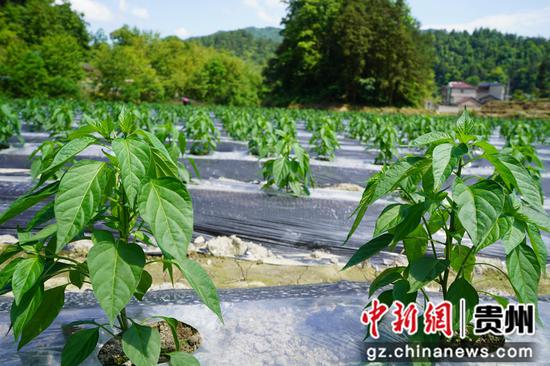 辣椒植株长势良好。周燕 摄