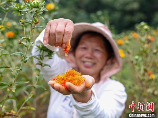 图为村民在采收红花。胡攀学 摄