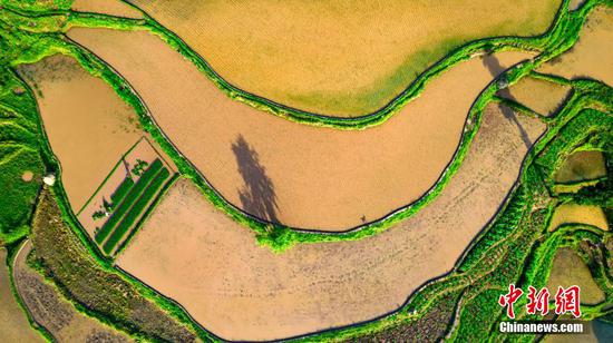 村民在贵州省黔西市中坪镇大湾村梯田里插秧。