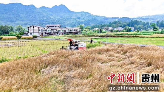 5月22日，农机手在道真自治县三桥镇塘村村收割油菜。