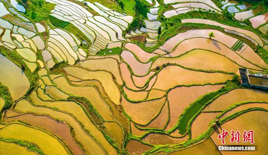 初夏时节，地处乌蒙山深处的贵州省黔西市中坪镇大湾村，村民抢抓农时在梯田里进行水稻插秧。