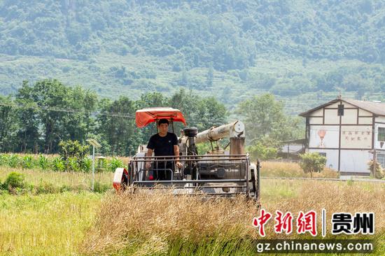 5月22日，农机手在道真自治县三桥镇塘村村收割油菜。
