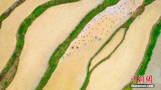 村民在贵州省黔西市中坪镇大湾村梯田里插秧。