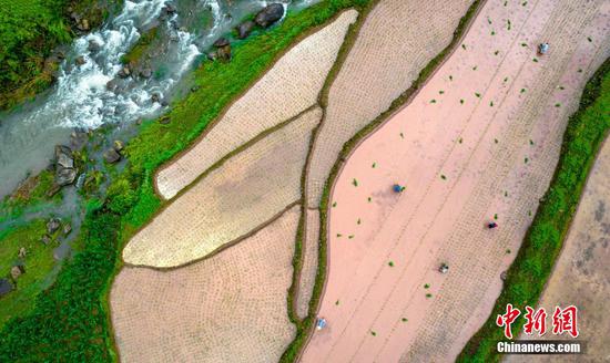 村民在贵州省黔西市中坪镇大湾村梯田里插秧。