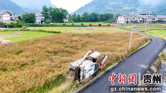 5月22日，农机手在道真自治县三桥镇塘村村收割油菜。