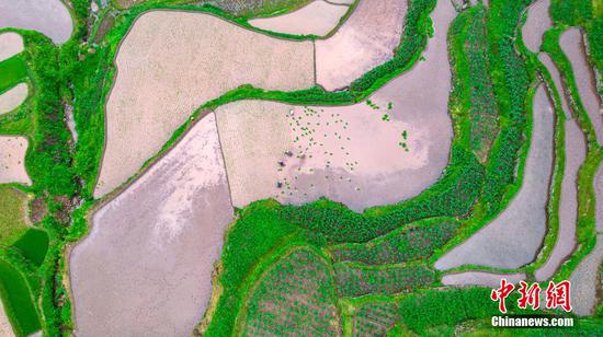 村民在贵州省黔西市中坪镇大湾村梯田里插秧。