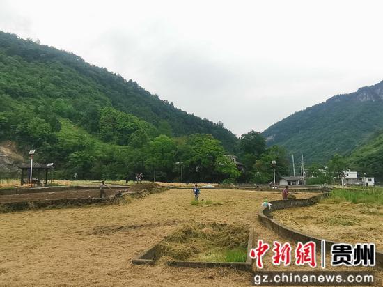 村民将油菜秸秆打碎作稻田肥料。税会静 摄