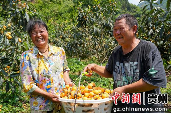 贵州黔西古胜村村民搬运枇杷