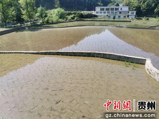 水田换上“绿装”。税会静 摄