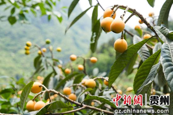 贵州黔西古胜村600亩‘黄金果’抢鲜上市”