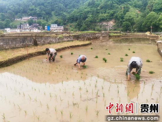 村民相互协作进行插秧。税会静 摄
