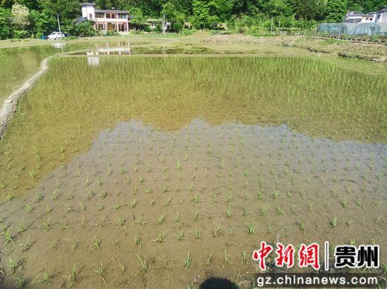 插满秧苗的水田郁郁葱葱。税会静 摄