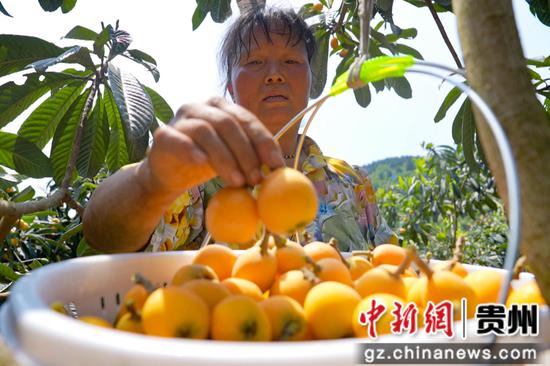 贵州黔西古胜村村民采摘枇杷