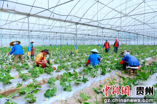 在黔南布依族苗族自治州龙里县湾滩河镇现代高效农业示范园区，南方电网贵州都匀龙里供电局工作人员走进大棚，检查用电设施。魏洪明 摄