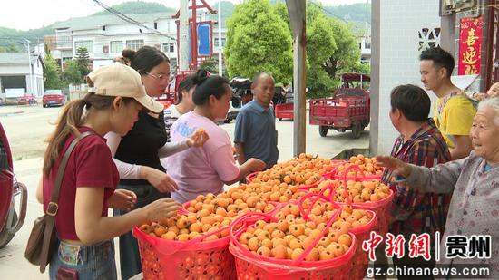 丰收的枇杷吸引了不少外地水果商前来收购 丰收的枇杷吸引了不少外地水果商前来收购