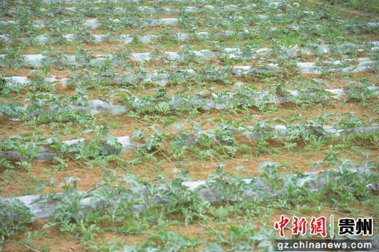 移栽好的幼苗。吴钰莹 摄 移栽好的幼苗。吴钰莹 摄